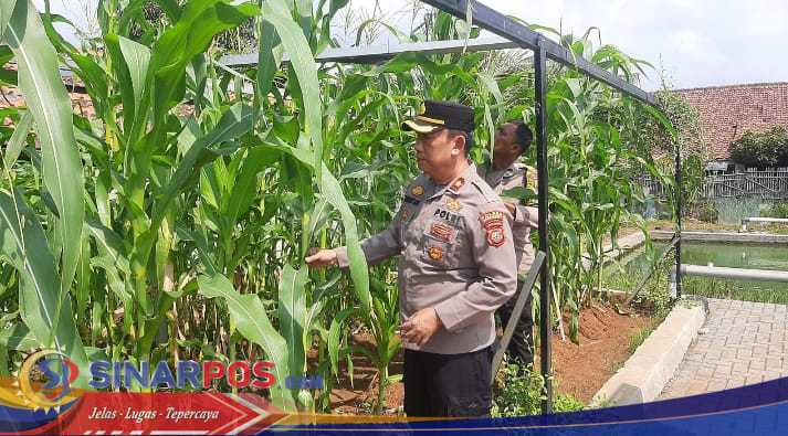 Kapolsek Klari: Polsek.Klari Terus Dukung Ketahanan Pangan, Dengan Melakukan Penanaman Jagung