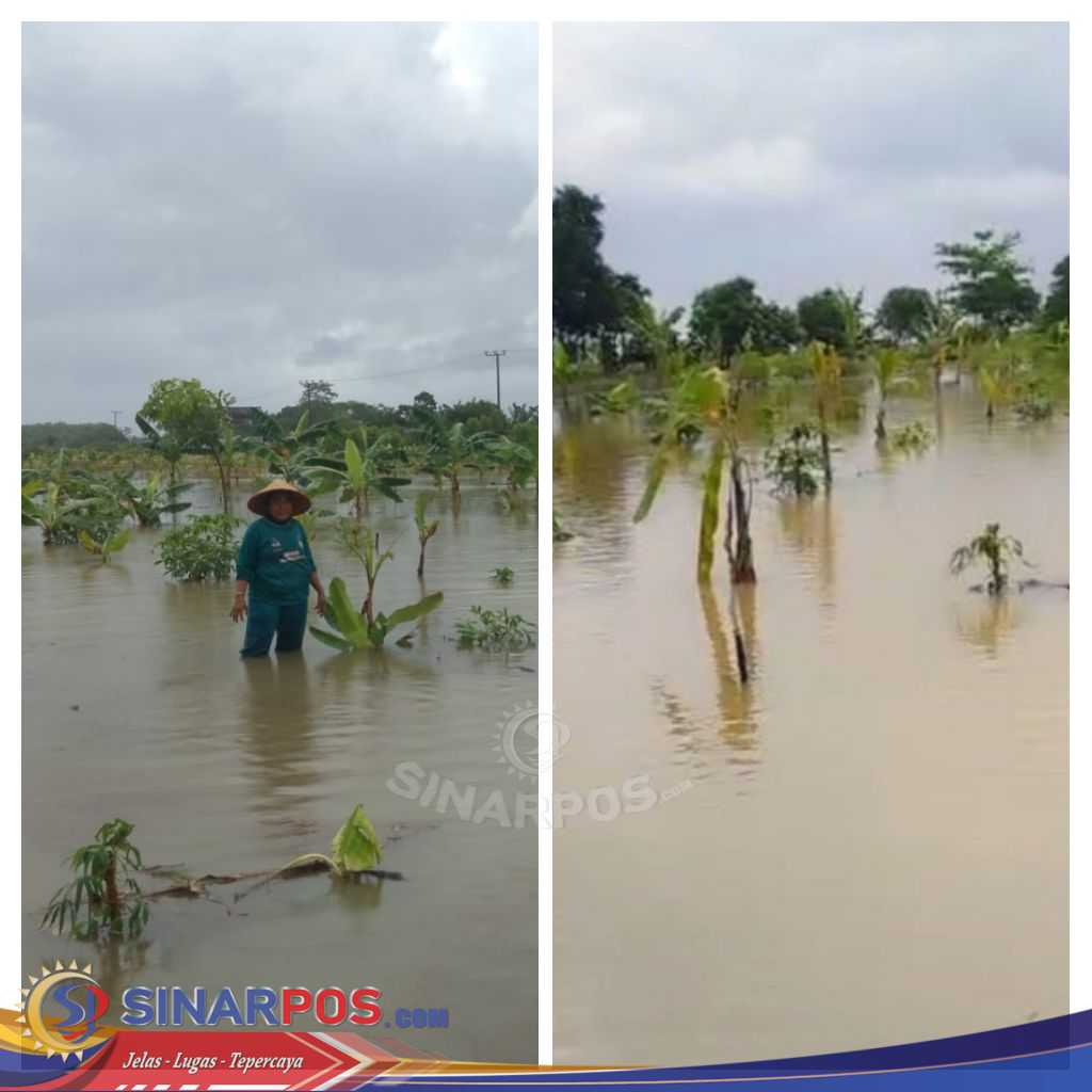 Hujan Deras Landa Tanggamus, Akibatkan Banjir Dan Rendam Lahan Pertanian Warga