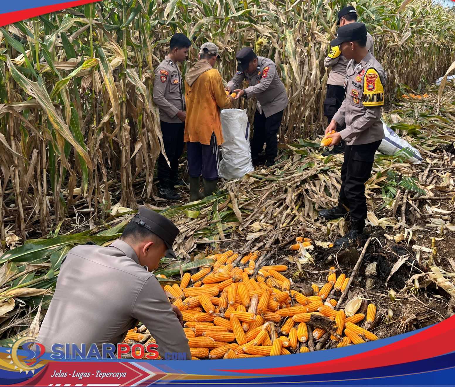 Polsek Bengkunat Laksanakan Panen Jagung Berkala Dukung Program Ketahanan Pangan Polres Pesisir Barat