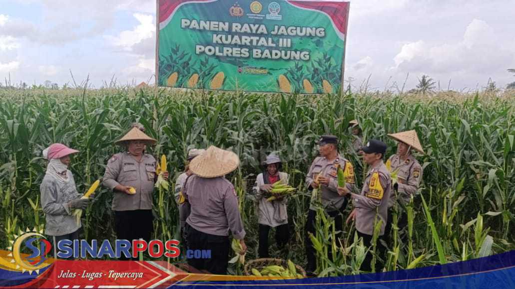 Wujudkan Ketahanan Pangan, Polsek Abiansemal Dampingi Warga Panen Raya Jagung