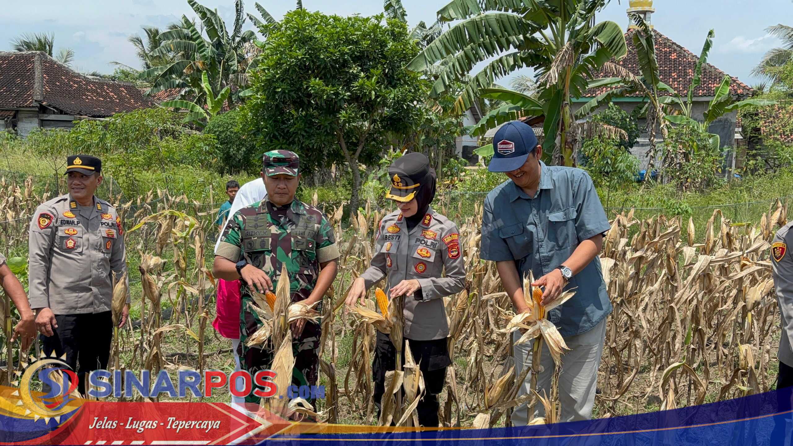 Dukung Program Pemerintah, Kapolres Pesisir Barat Laksanakan Panen Raya Jagung Serentak Kwartal III