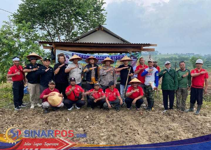 Kapolsek Klari Pimpin Launching Ketahanan Pangan Jagung Hibrida di Desa Karang Anyar Kapolsek Klari Pimpin Launching Ketahanan Pangan Jagung Hibrida di Desa Karang Anyar
