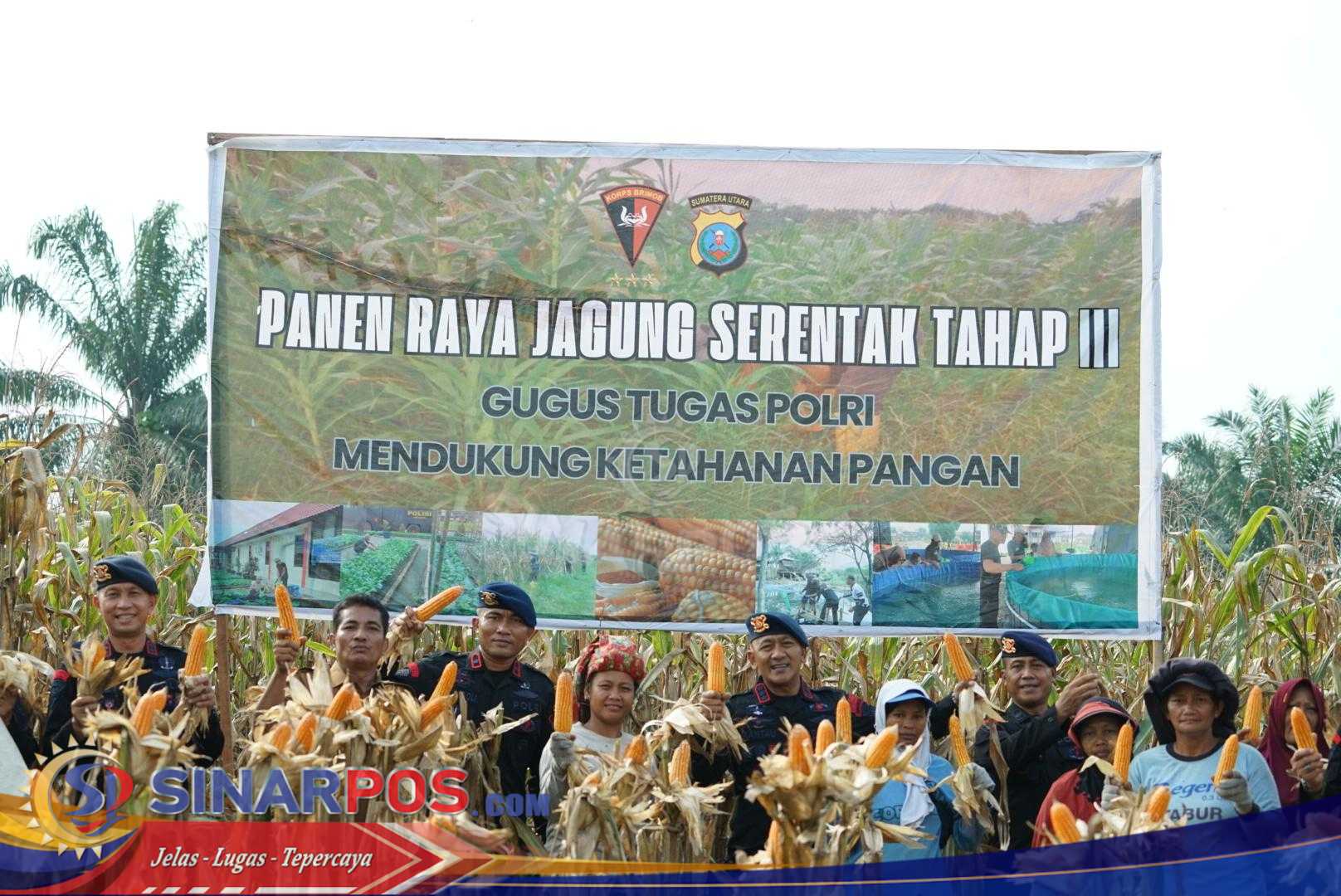 Brimob Polda Sumut Panen Raya Bersama Petani: Wujud Nyata Polri Dukung Ketahanan Pangan Nasional