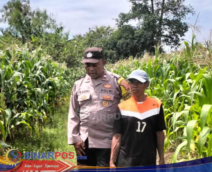 Bhabinkamtibmas Polsek Klari Kontrol Perkembangan Pertumbuhan Tanaman Jagung Hibrida Bhabinkamtibmas Polsek Klari Kontrol Perkembangan Pertumbuhan Tanaman Jagung Hibrida
