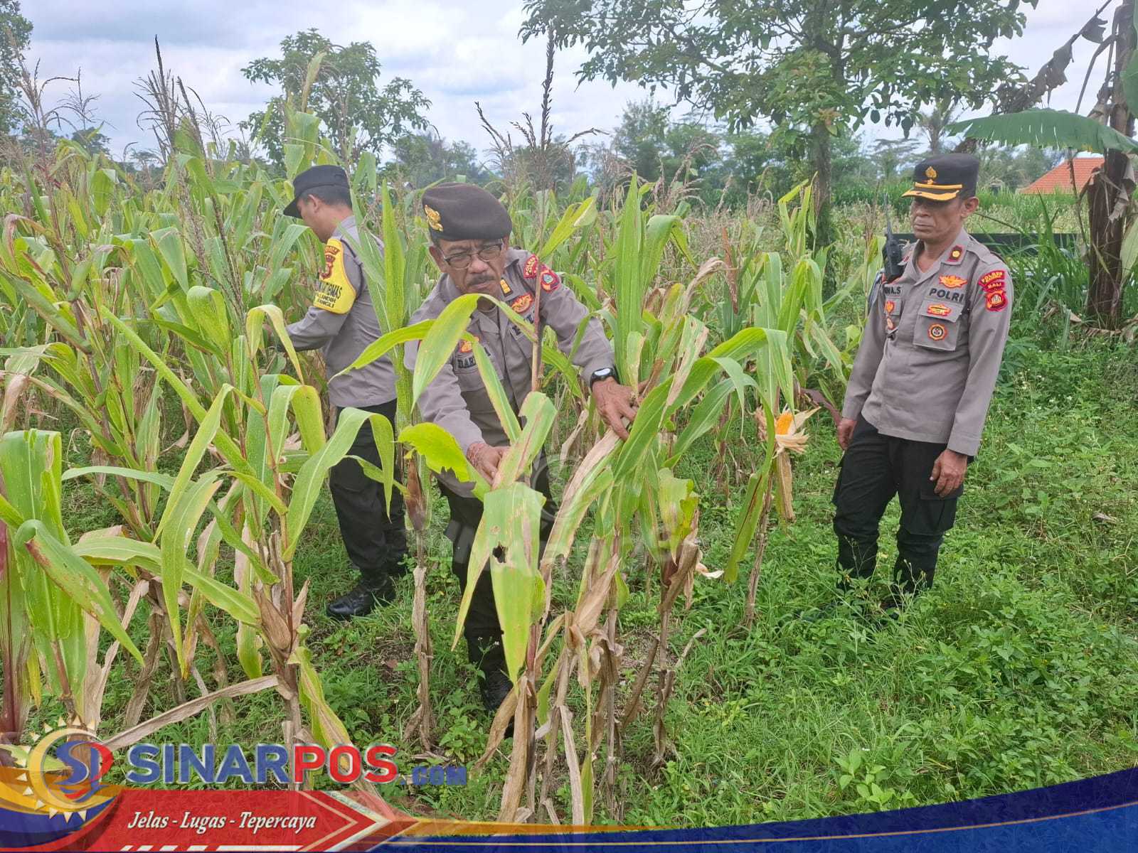 Dukung program Ketahanan Pangan Kapolsek Bangli Tinjau Tanaman Jagung di Desa Landih Dukung program Ketahanan Pangan Kapolsek Bangli Tinjau Tanaman Jagung di Desa Landih