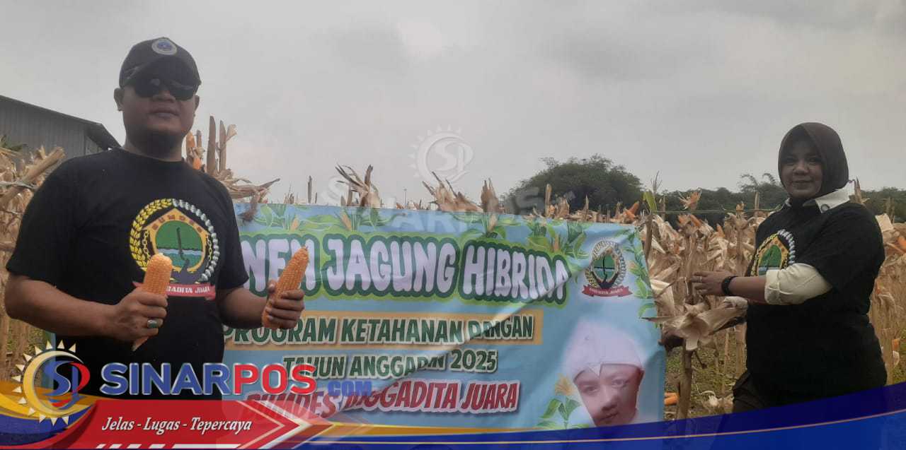 Panen Raya Jagung Hibrida di Anggadita: Sinergi BUMDes-Polri Dukung Ketahanan Pangan Lokal