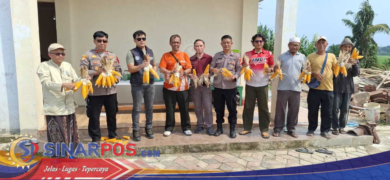 Panen Jagung Hibrida di Desa Cimahi, Polsek Klari Kembali Buktikan Komitmen Swasembada Pangan 2025