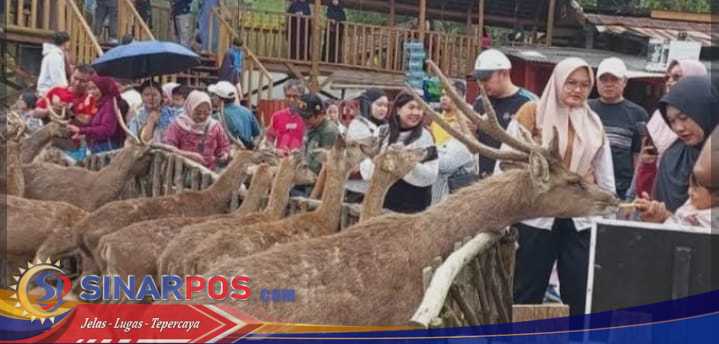 Tahun Baru 2026 Ranca Upas Ciwidey Dipadati Wisatawan