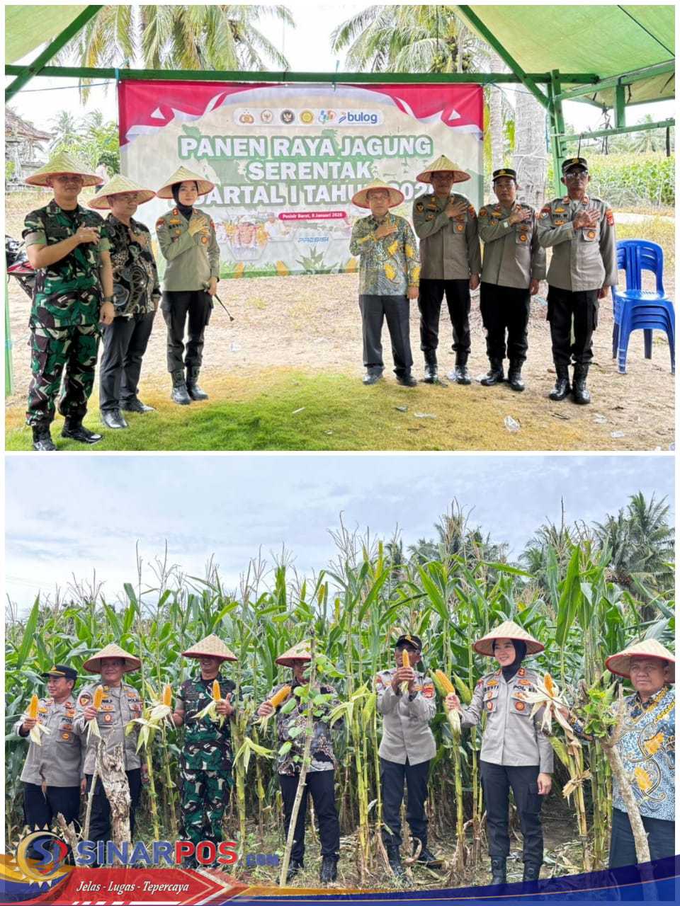 Kapolres Pesisir Barat Pimpin Langsung Panen Raya Jagung Serentak Kuartal IV Tahun 2025