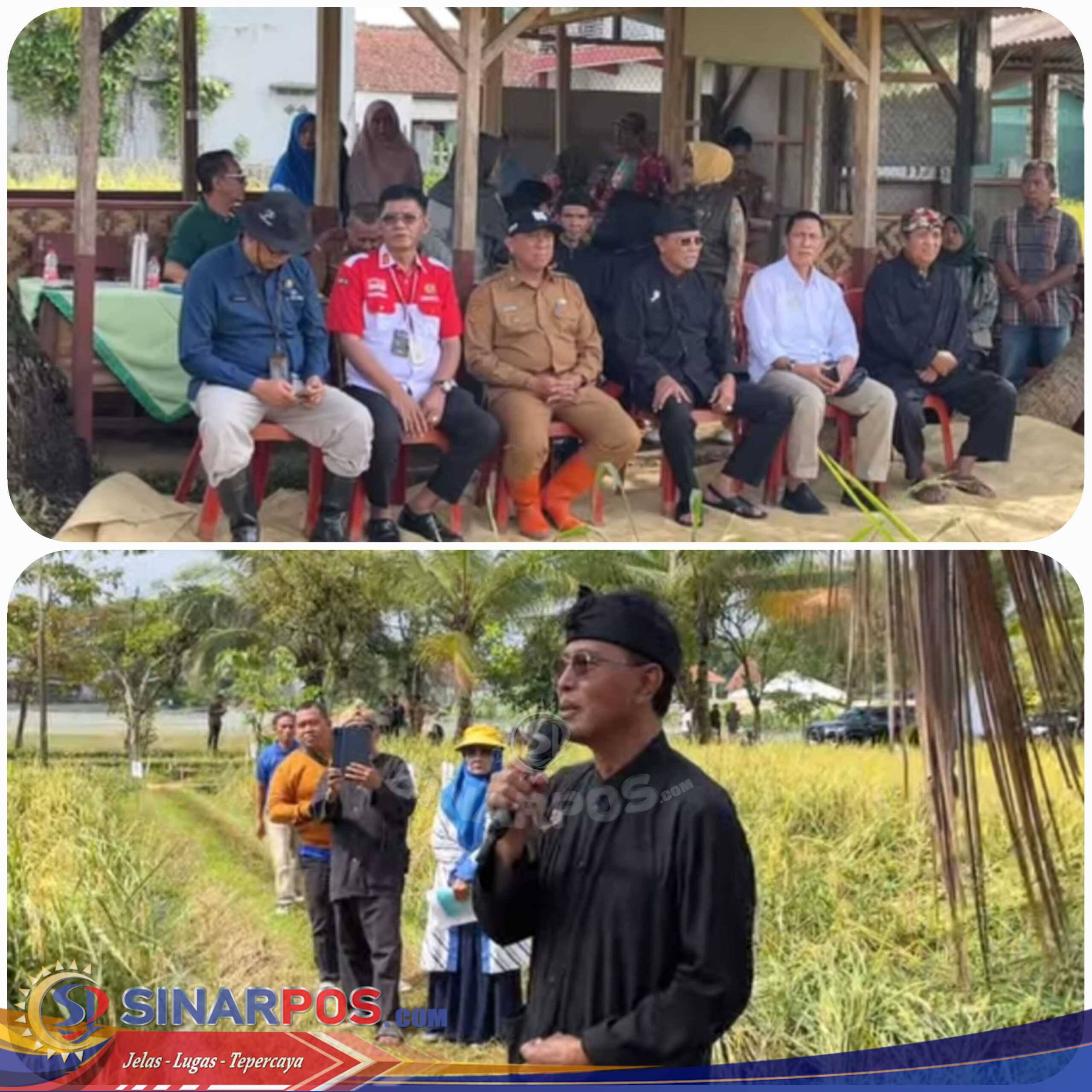 Panen Raya Organik Jadi Tonggak Awal, Ciamis Ditargetkan Deklarasi Kabupaten Organik 2026