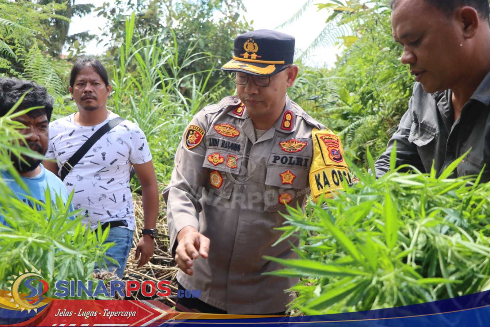 Polres Tanah Karo Ungkap Ladang Ganja di Desa Cinta Rakyat, 33 Batang Tanaman Disita