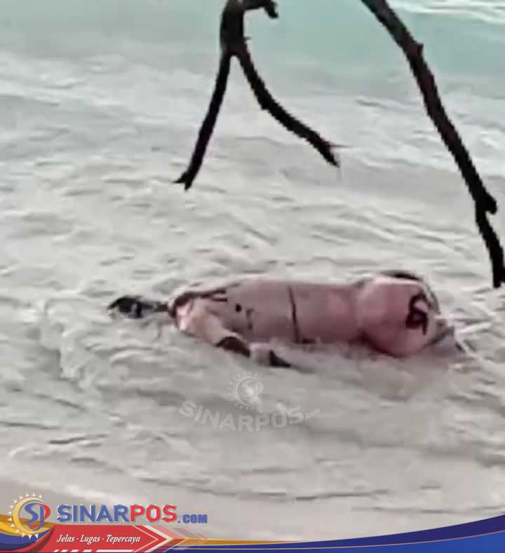 Penemuan Mayat Kedua Dihari Yang Sama Di Pantai Pekon Walur, Hebohkan Warga Kembali