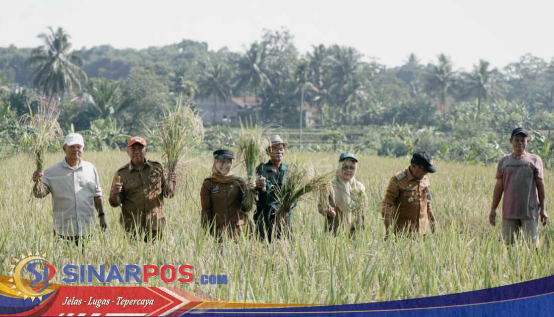 Panen Demplot SRI GACCORS, Pemkab Ciamis Perkuat Arah Pertanian Organik Berkelanjutan