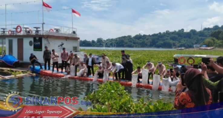 KTNA Tebar 50 Ribu Bibit Ikan diJatiluhur