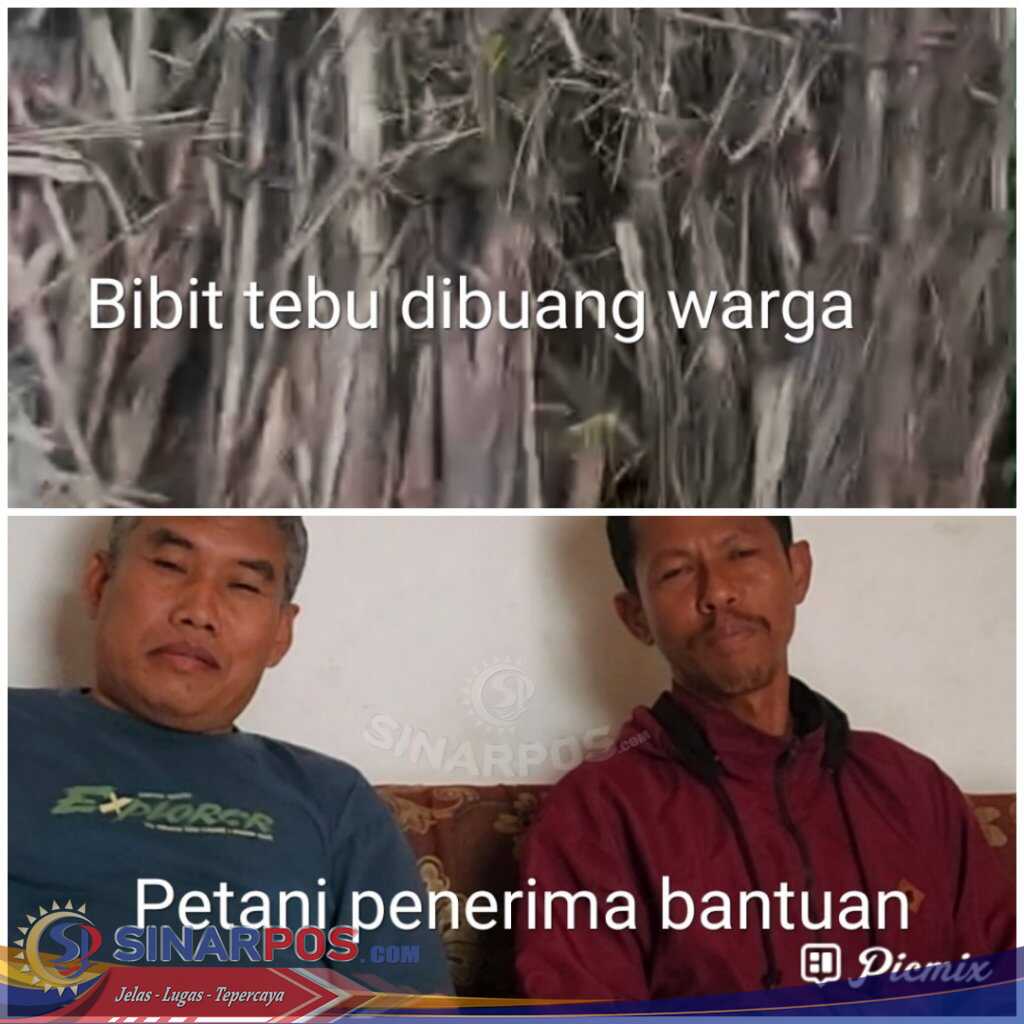 Rp4 Juta Dijanjikan, Ratusan Ribu Diterima: Ada Apa di Program Tebu Malang?