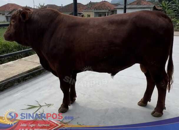 Jelang Idul Adha, Sapi Limousin Unggulan di Pasirjambu Mulai Diserbu Pembeli